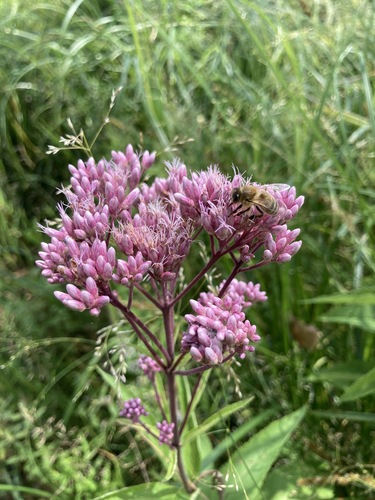 Joe-Pye Weed, a tall pink cloud at the edge of the wet