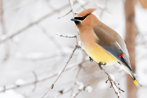 Cedar Waxwing, the silky bandit of the berry bush