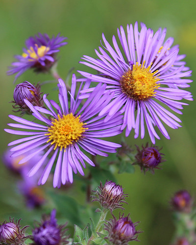 New England Aster, the purple star of late summer fields