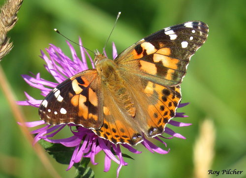 Painted Lady, the orange traveler that crosses continents