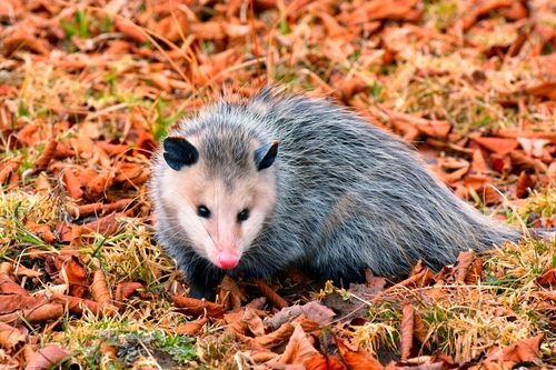 Virginia Opossum, the marsupial that plays dead