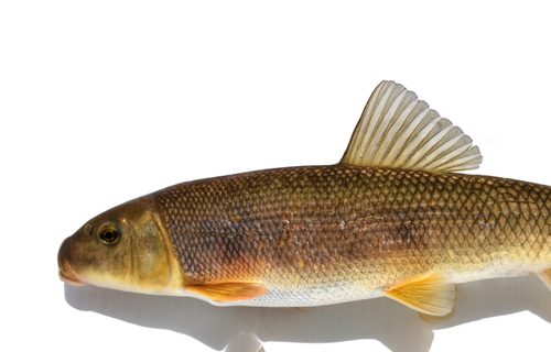White Sucker, the bottom vacuum of the creek