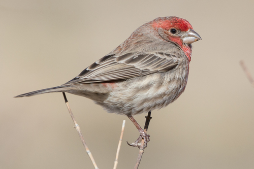 House Finch, the rosy-red singer at your feeder