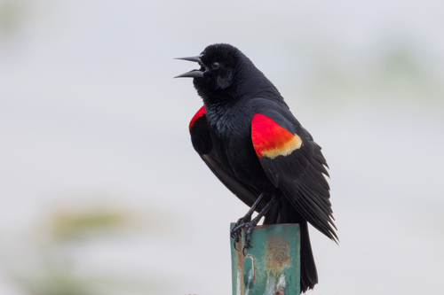 Red-winged Blackbird, the marsh bird with fiery shoulders